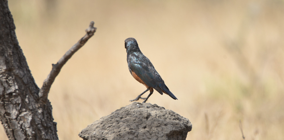 Chestnut-bellied Starling 